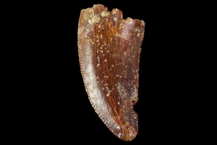 Serrated, Raptor Tooth - Real Dinosaur Tooth #88621